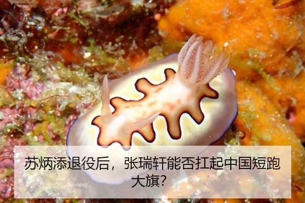 su-bing-tian-tui-yi-hou-zhang-rui-xuan-neng-fou-kang-qi-zhong-guo-duan-pao-da-qi-3-647.jpg