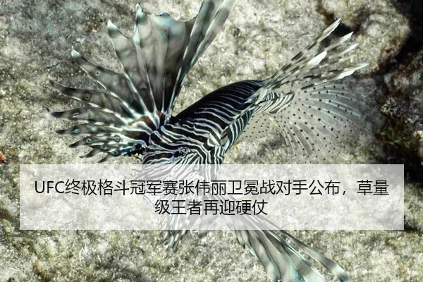 UFC终极格斗冠军赛张伟丽卫冕战对手公布，草量级王者再迎硬仗